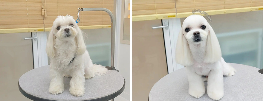In Korea, Dog Hair Salon Goes Viral For 'Cute' Cuts On Its Customers
