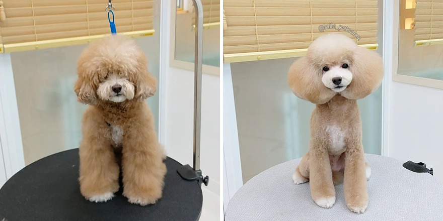 In Korea, Dog Hair Salon Goes Viral For 'Cute' Cuts On Its Customers