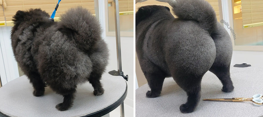 In Korea, Dog Hair Salon Goes Viral For 'Cute' Cuts On Its Customers
