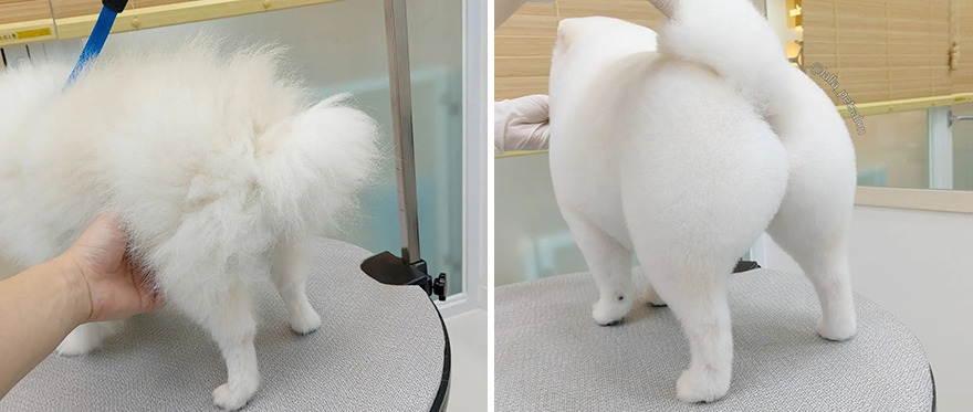 In Korea, Dog Hair Salon Goes Viral For 'Cute' Cuts On Its Customers