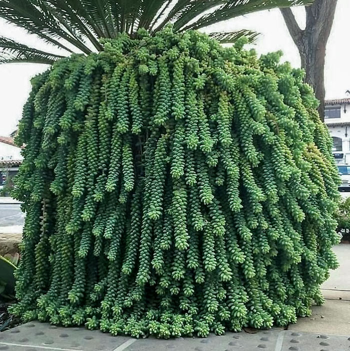 Super Gorgeous Isn’t It?