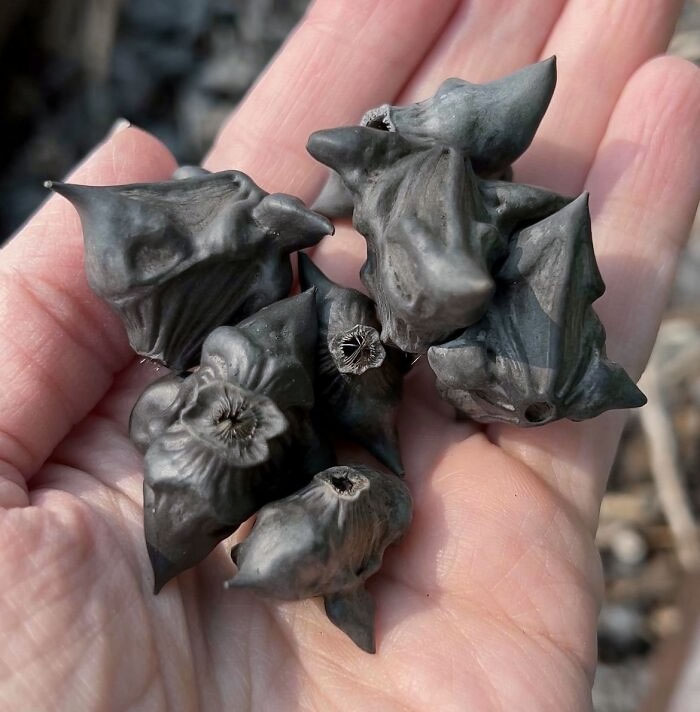 What Is This Seed Pod Thing That Is All Over The Ground Here In Upstate New York?