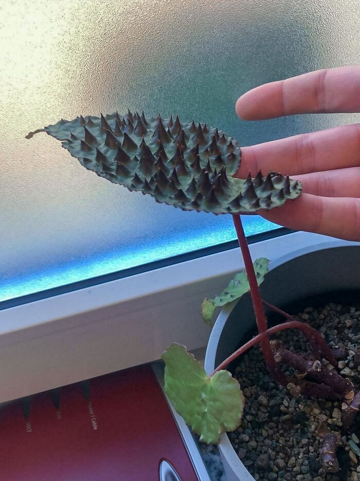 I Have No Idea, But The Leaves Are Looking Awesome