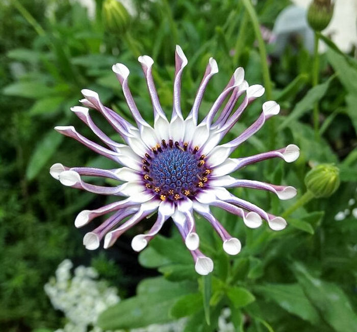 A Flower I Once Found In A Garden Shop In Eastern Washington. Alas, I Have No Better Leaf Pictures