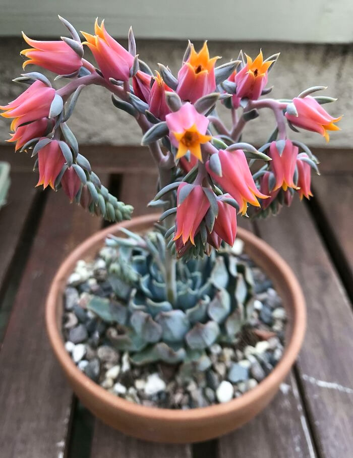 Incredibly Unexpected Outcome From A $2 Succulent From The Local Grocery Store