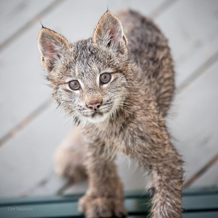 Man Woke Up To Strange Noise And He Couldn’t Be More Surprised