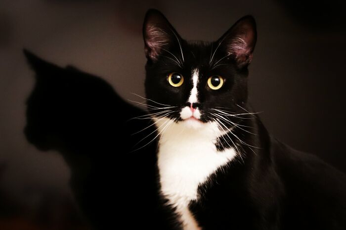 Ludwig, The Sweet Little Monster