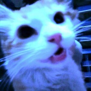 triscuitkitty avatar