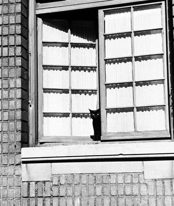 New Of The Best Photos Shared By This Twitter Account That Collects Historic Photographs Of Cats With Their Stories