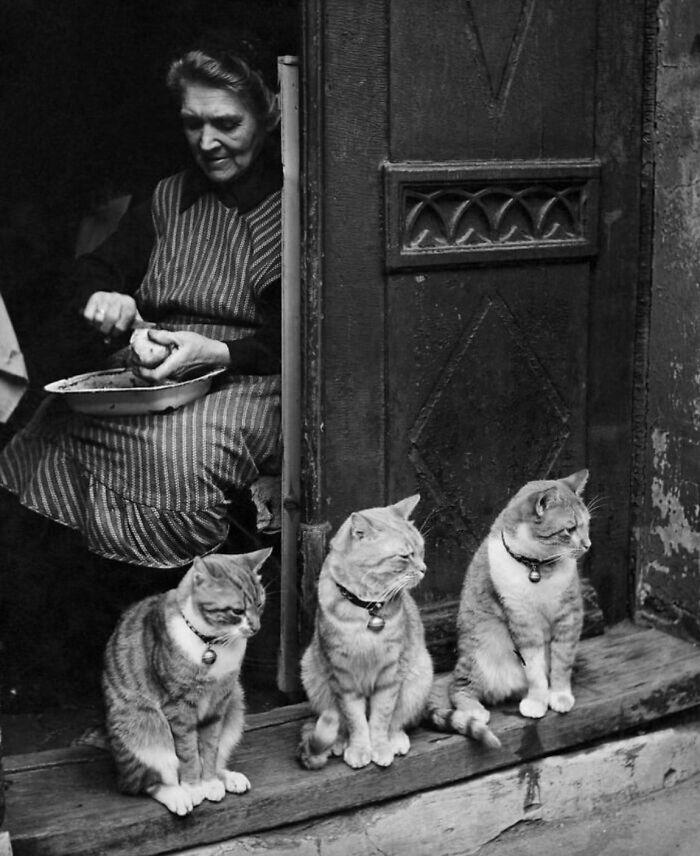 New Of The Best Photos Shared By This Twitter Account That Collects Historic Photographs Of Cats With Their Stories