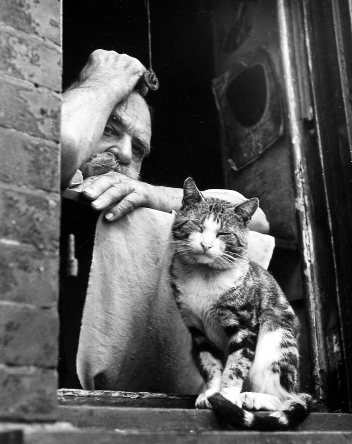 New Of The Best Photos Shared By This Twitter Account That Collects Historic Photographs Of Cats With Their Stories