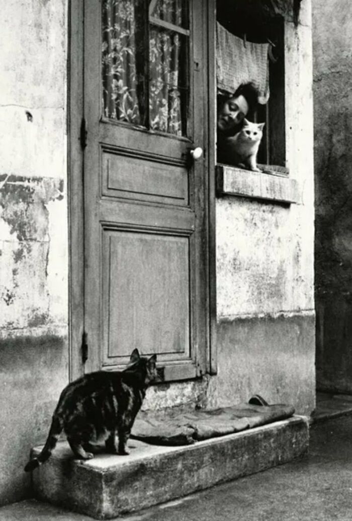 New Of The Best Photos Shared By This Twitter Account That Collects Historic Photographs Of Cats With Their Stories
