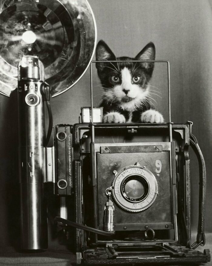 New Of The Best Photos Shared By This Twitter Account That Collects Historic Photographs Of Cats With Their Stories