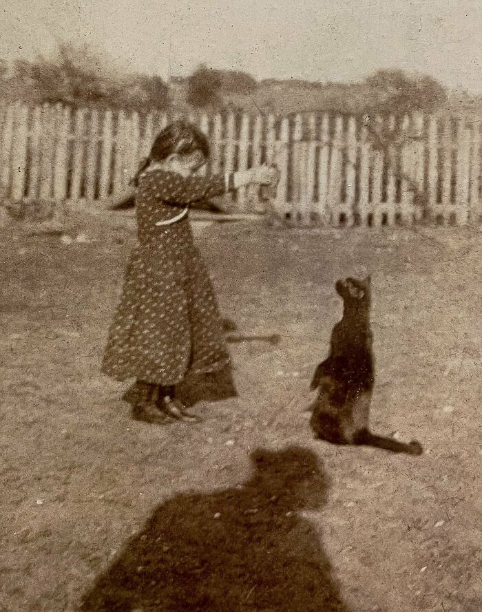 New Of The Best Photos Shared By This Twitter Account That Collects Historic Photographs Of Cats With Their Stories