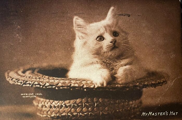 New Of The Best Photos Shared By This Twitter Account That Collects Historic Photographs Of Cats With Their Stories