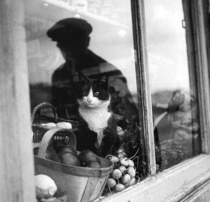 New Of The Best Photos Shared By This Twitter Account That Collects Historic Photographs Of Cats With Their Stories