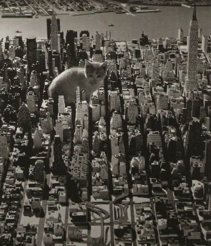 New Of The Best Photos Shared By This Twitter Account That Collects Historic Photographs Of Cats With Their Stories