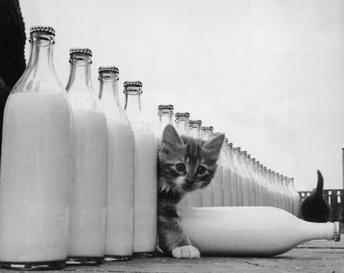 New Of The Best Photos Shared By This Twitter Account That Collects Historic Photographs Of Cats With Their Stories