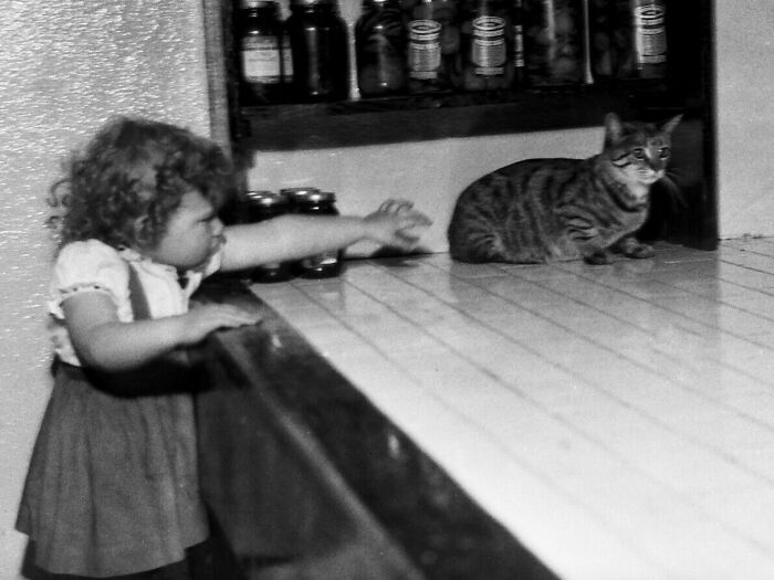 New Of The Best Photos Shared By This Twitter Account That Collects Historic Photographs Of Cats With Their Stories