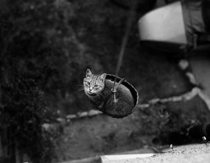 New Of The Best Photos Shared By This Twitter Account That Collects Historic Photographs Of Cats With Their Stories