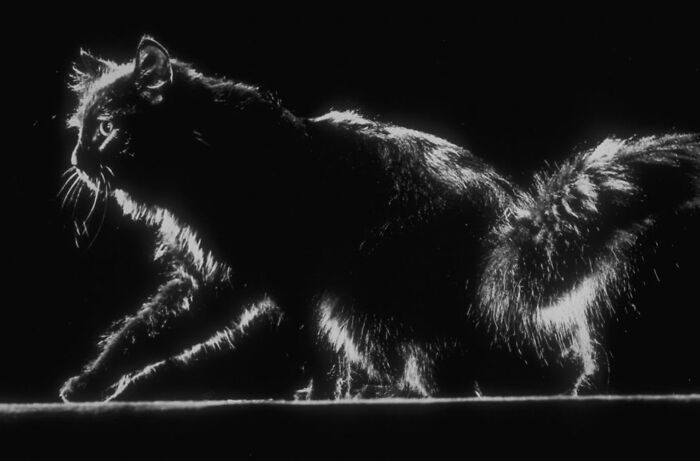 New Of The Best Photos Shared By This Twitter Account That Collects Historic Photographs Of Cats With Their Stories