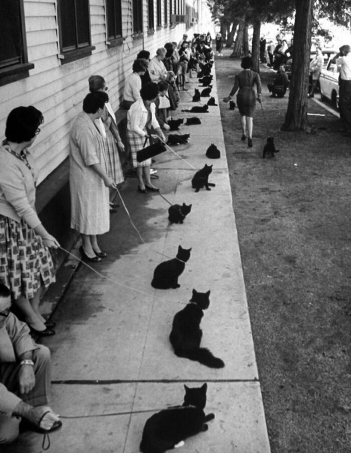 New Of The Best Photos Shared By This Twitter Account That Collects Historic Photographs Of Cats With Their Stories