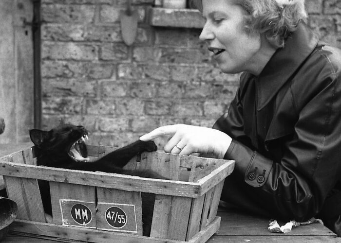 New Of The Best Photos Shared By This Twitter Account That Collects Historic Photographs Of Cats With Their Stories