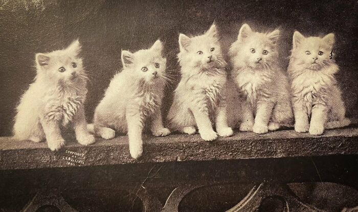 New Of The Best Photos Shared By This Twitter Account That Collects Historic Photographs Of Cats With Their Stories