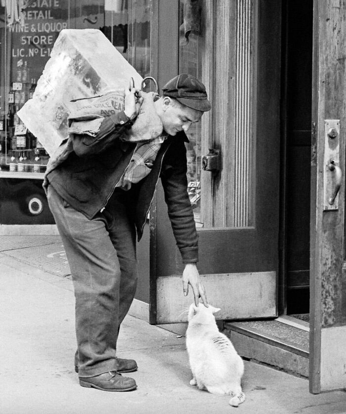 New Of The Best Photos Shared By This Twitter Account That Collects Historic Photographs Of Cats With Their Stories