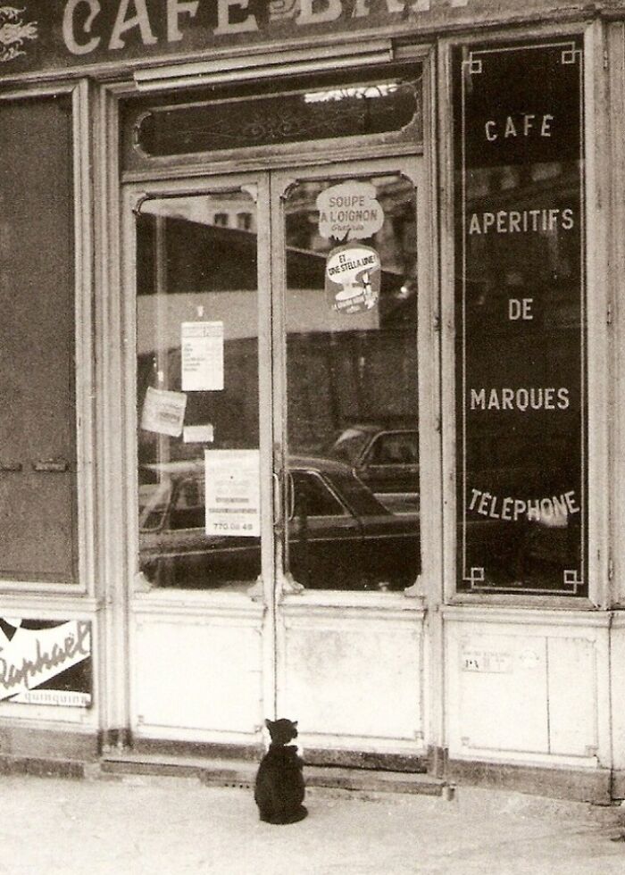 New Of The Best Photos Shared By This Twitter Account That Collects Historic Photographs Of Cats With Their Stories