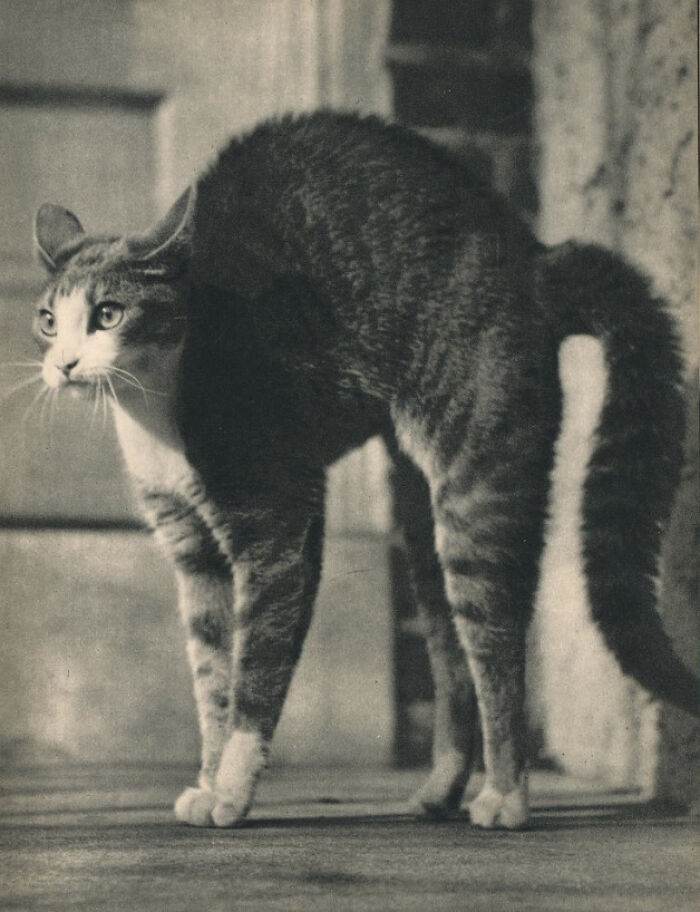 New Of The Best Photos Shared By This Twitter Account That Collects Historic Photographs Of Cats With Their Stories