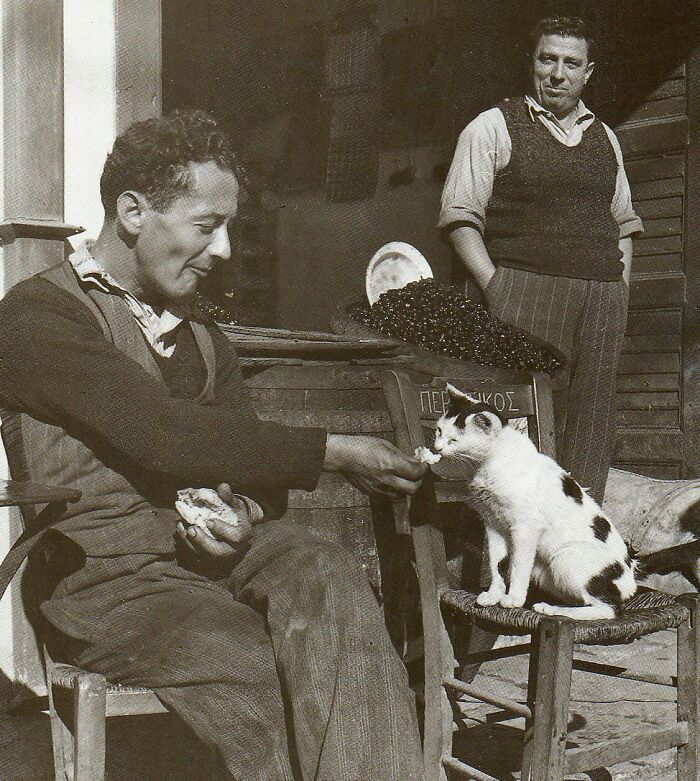 New Of The Best Photos Shared By This Twitter Account That Collects Historic Photographs Of Cats With Their Stories