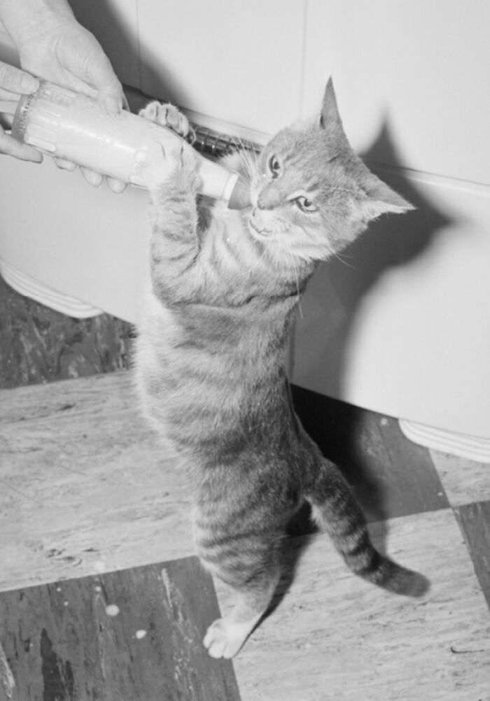 New Of The Best Photos Shared By This Twitter Account That Collects Historic Photographs Of Cats With Their Stories