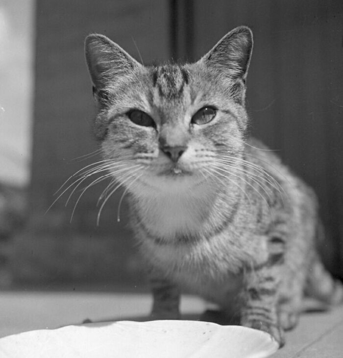 New Of The Best Photos Shared By This Twitter Account That Collects Historic Photographs Of Cats With Their Stories