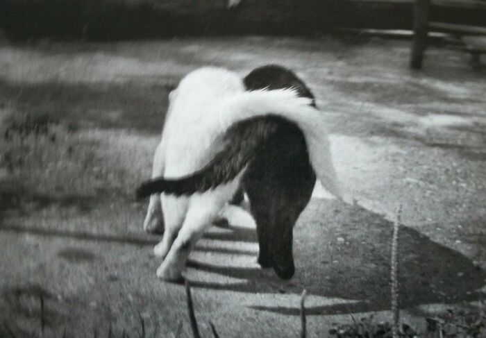 New Of The Best Photos Shared By This Twitter Account That Collects Historic Photographs Of Cats With Their Stories