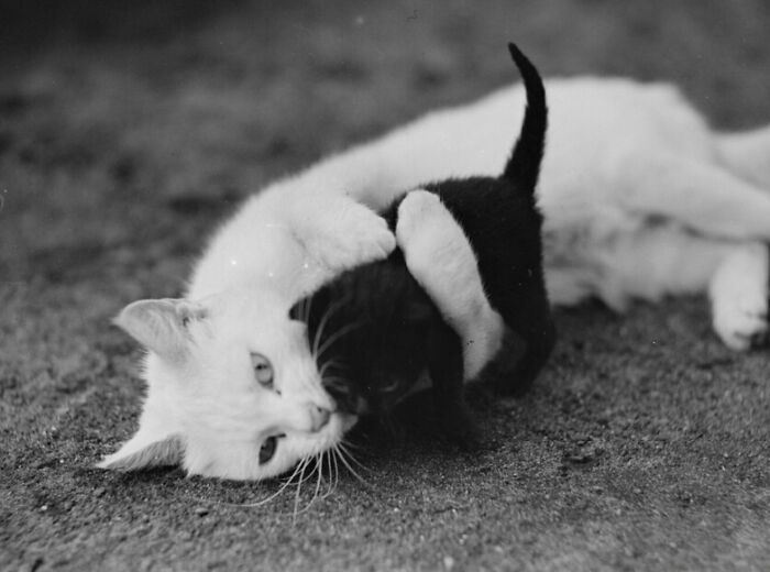New Of The Best Photos Shared By This Twitter Account That Collects Historic Photographs Of Cats With Their Stories