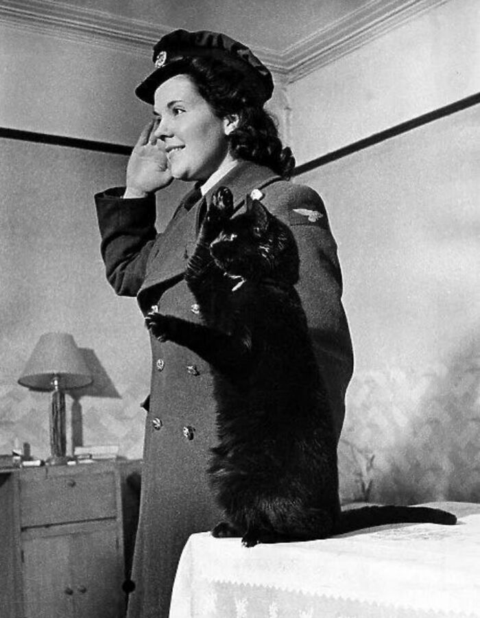 New Of The Best Photos Shared By This Twitter Account That Collects Historic Photographs Of Cats With Their Stories