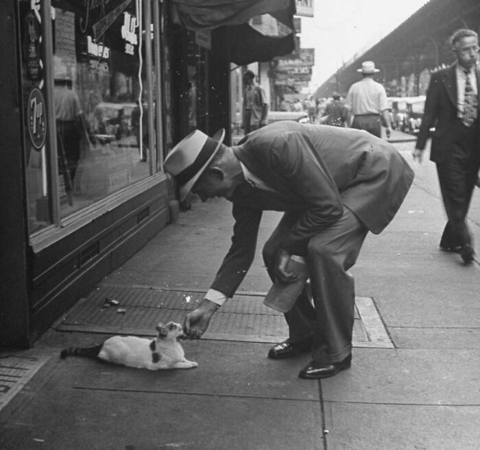 New Of The Best Photos Shared By This Twitter Account That Collects Historic Photographs Of Cats With Their Stories