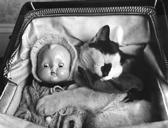 New Of The Best Photos Shared By This Twitter Account That Collects Historic Photographs Of Cats With Their Stories