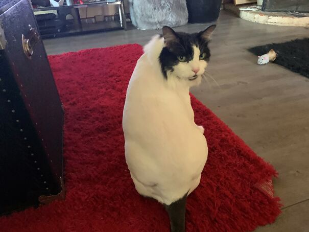 Large Maine C**n cat with a fluffy coat sits on a red rug, looking back.