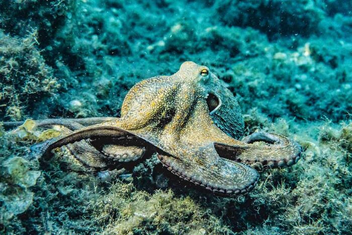 Octopus underwater on ocean floor, featured in a collection of useless facts to possibly impress your friends.