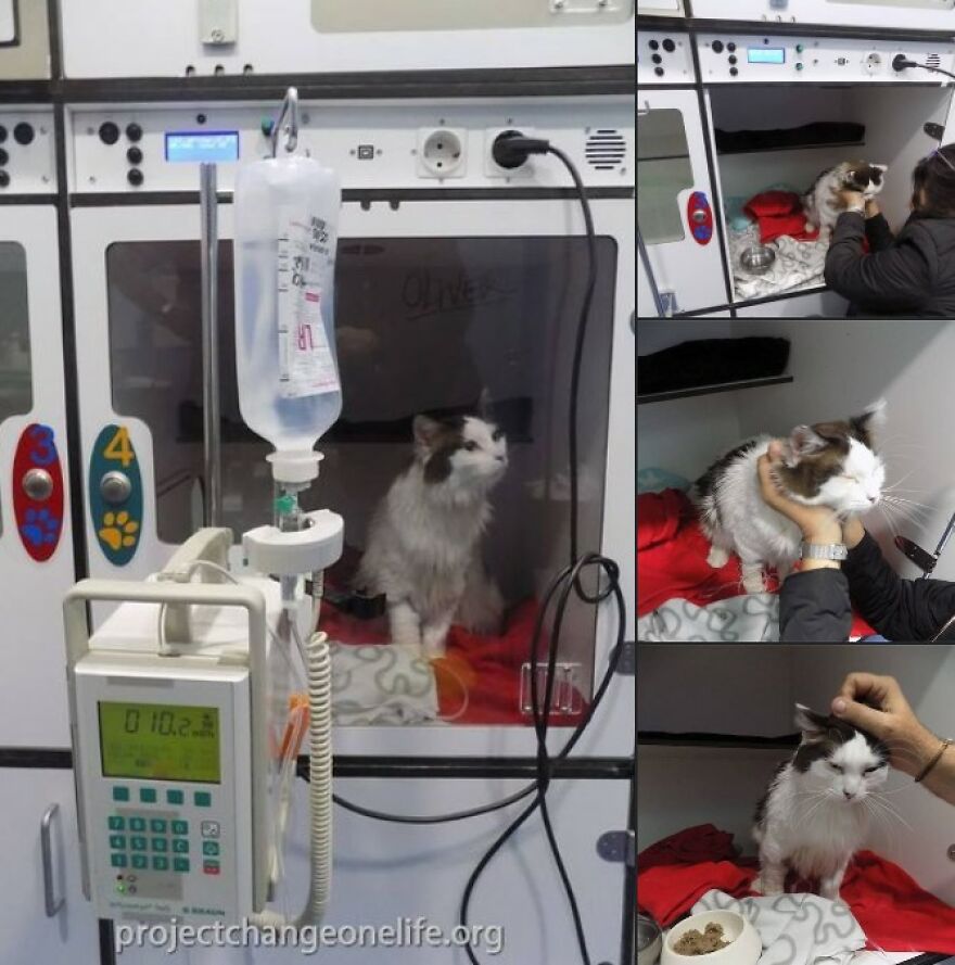 Meet Oliver, Our Sugar Kitty