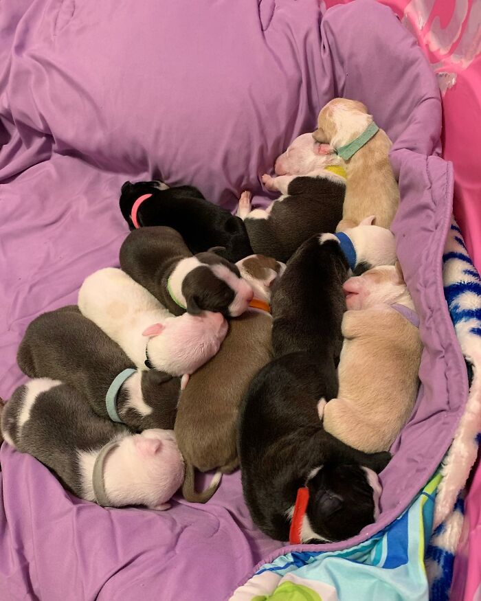 Pit Bull&rsquo;s Adorable Naptime Ritual That Started At 3 Weeks Old Continues To This Day