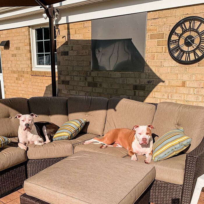 Pit Bull&rsquo;s Adorable Naptime Ritual That Started At 3 Weeks Old Continues To This Day