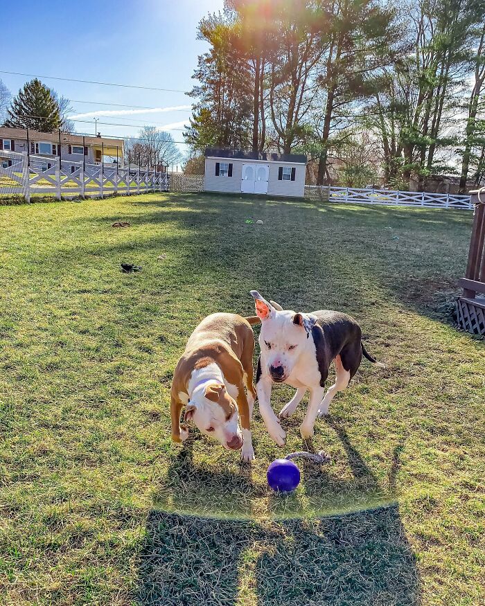 Pit Bull&rsquo;s Adorable Naptime Ritual That Started At 3 Weeks Old Continues To This Day