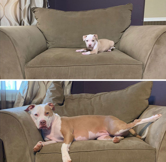 Pit Bull&rsquo;s Adorable Naptime Ritual That Started At 3 Weeks Old Continues To This Day