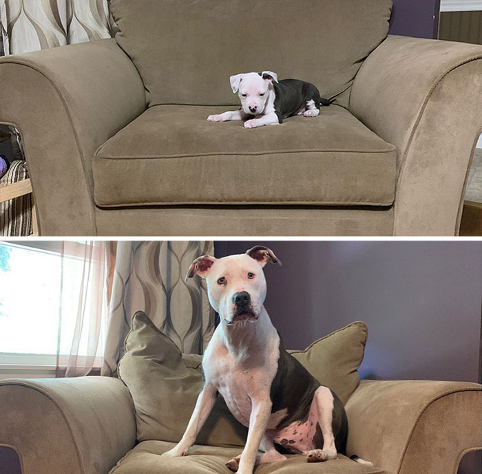 Pit Bull&rsquo;s Adorable Naptime Ritual That Started At 3 Weeks Old Continues To This Day