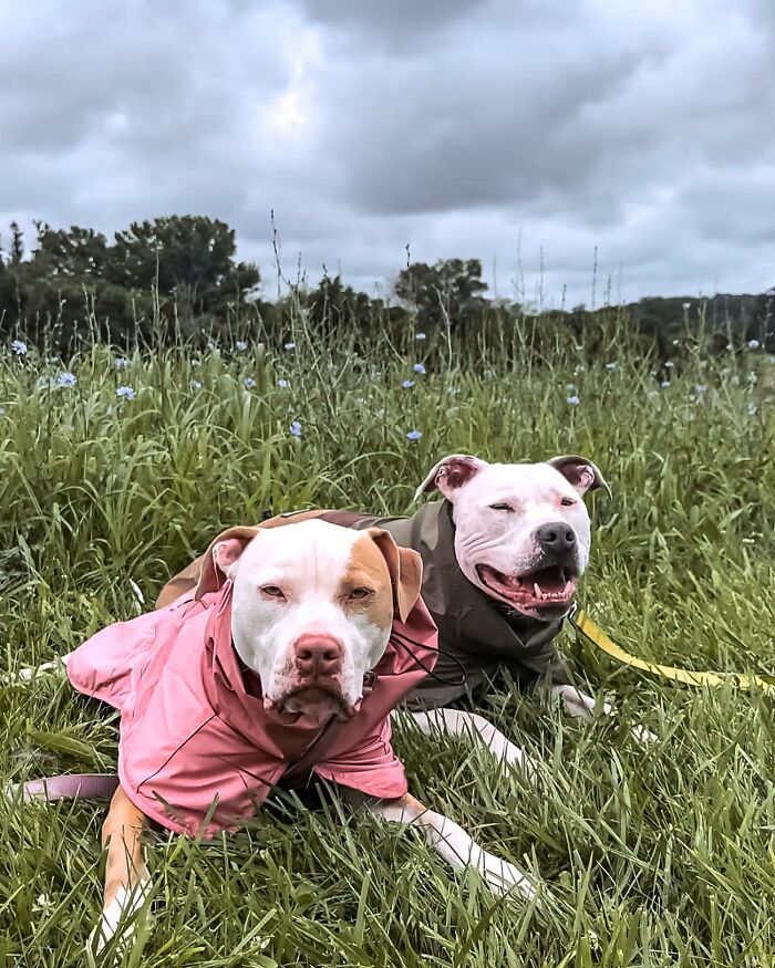 Pit Bull&rsquo;s Adorable Naptime Ritual That Started At 3 Weeks Old Continues To This Day
