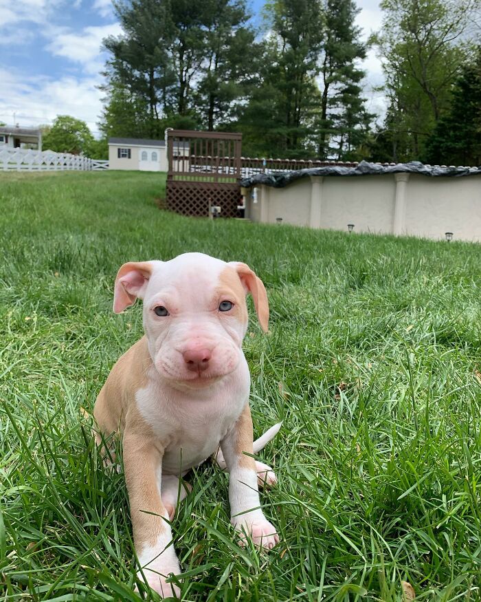 Pit Bull&rsquo;s Adorable Naptime Ritual That Started At 3 Weeks Old Continues To This Day
