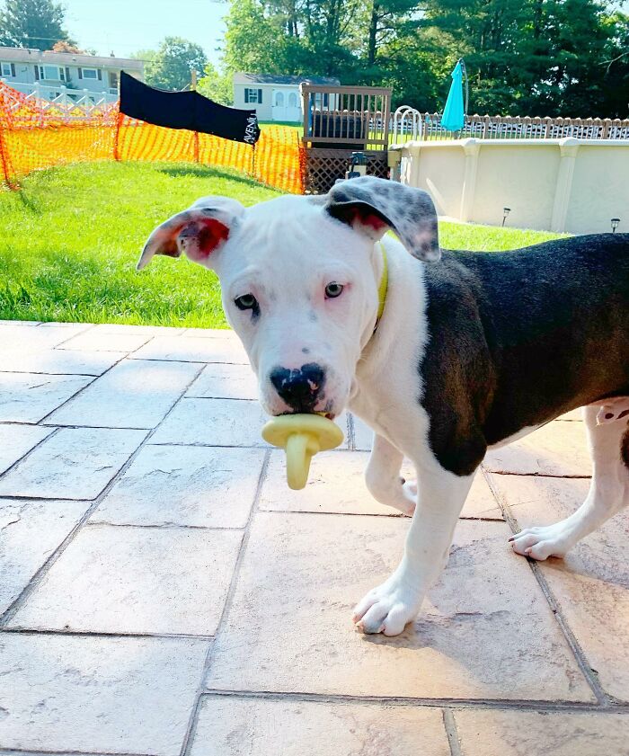Pit Bull&rsquo;s Adorable Naptime Ritual That Started At 3 Weeks Old Continues To This Day